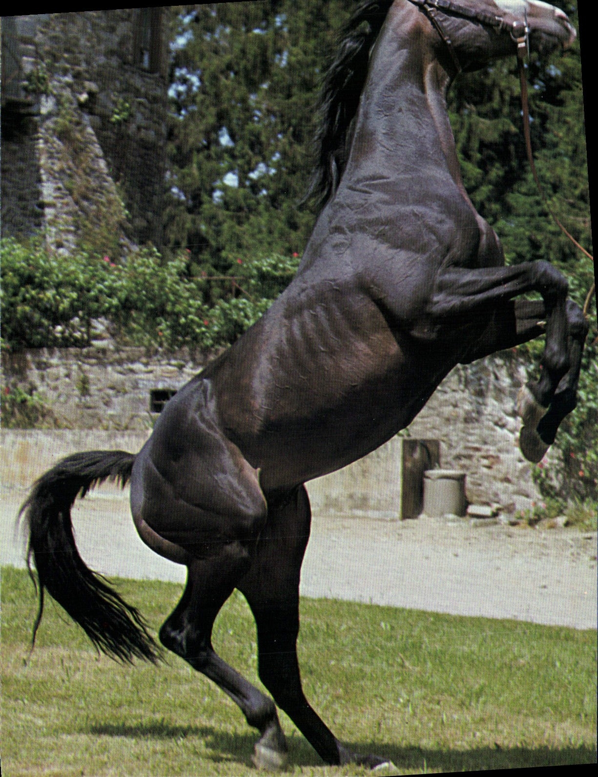 CPSM Pompadour Haras Mitainvillier