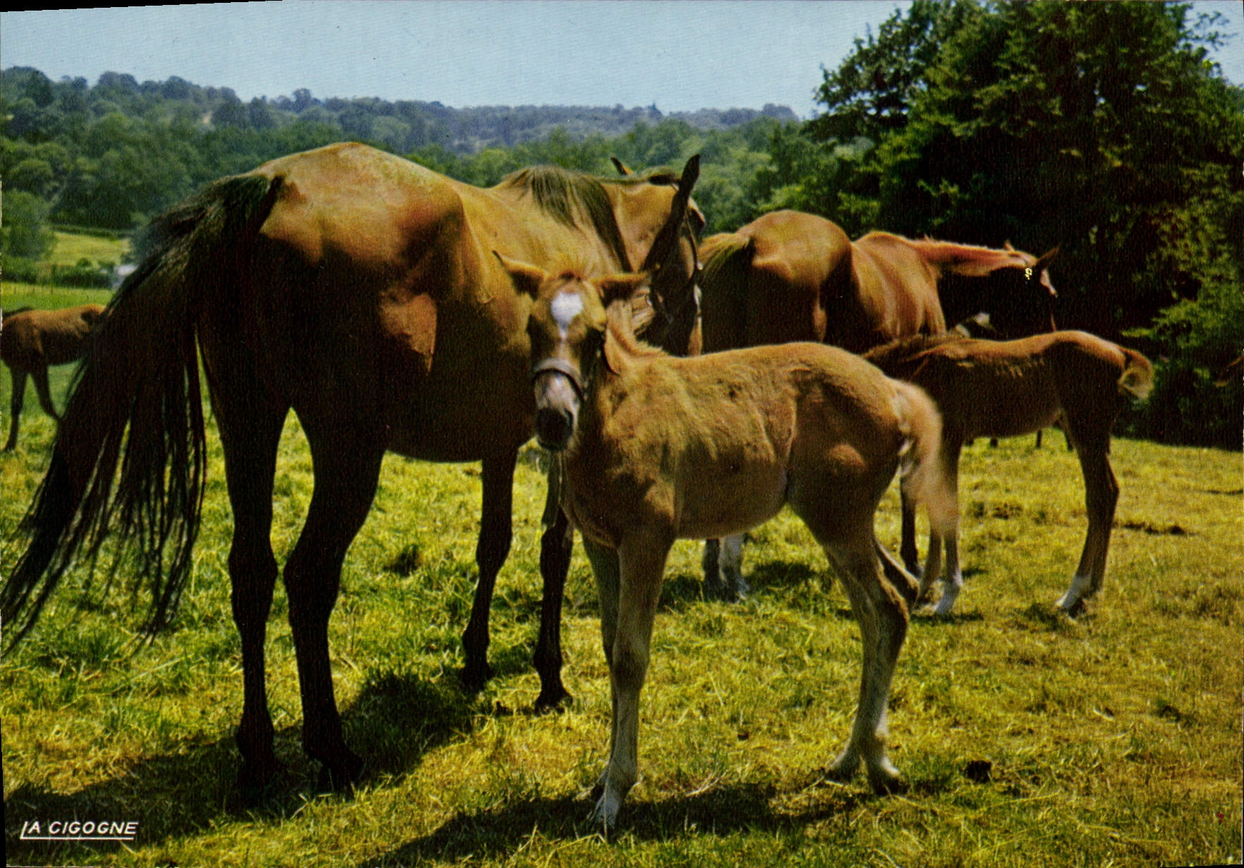 CPSM Pompadour Elevage Au Haras National