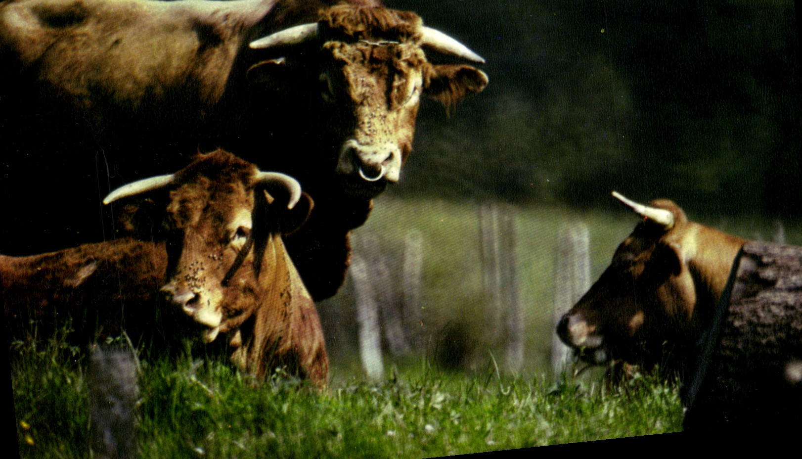 CPSM Le Limousin Pittoresque La Race Limousine vache bœuf