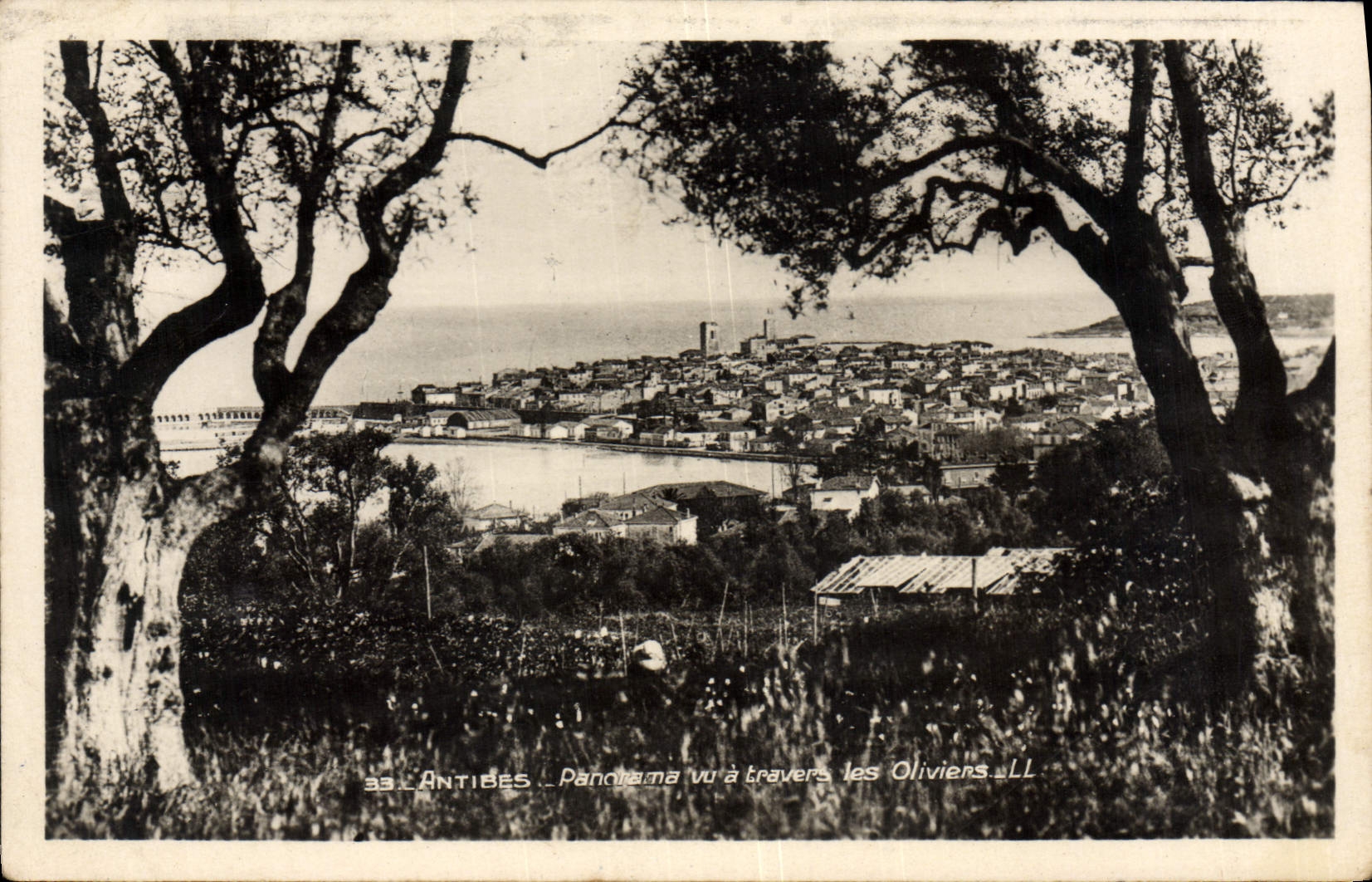 CPA Antibes panoram à travers les oliviers