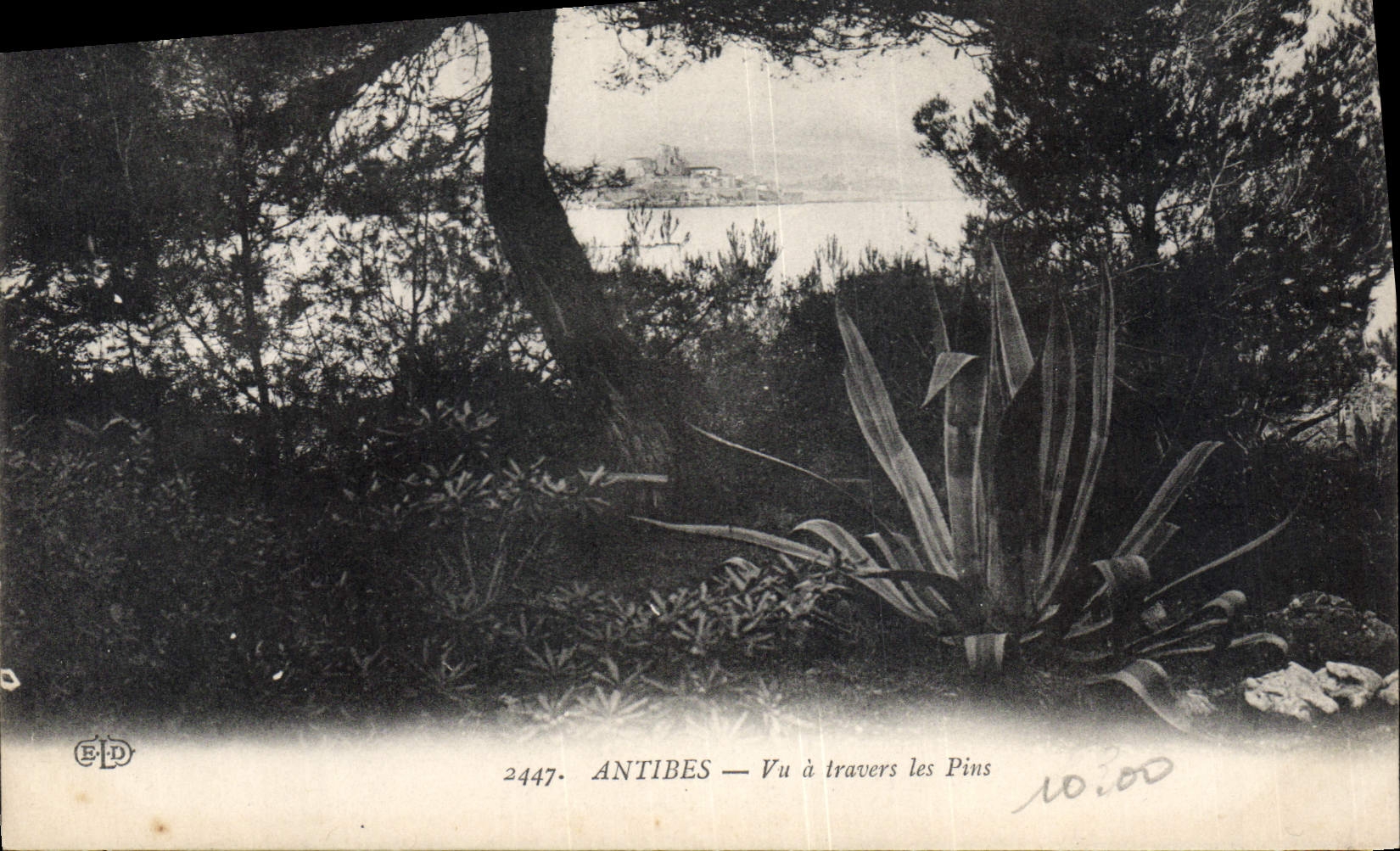 CPA Antibes Vu A Travers Les Pins