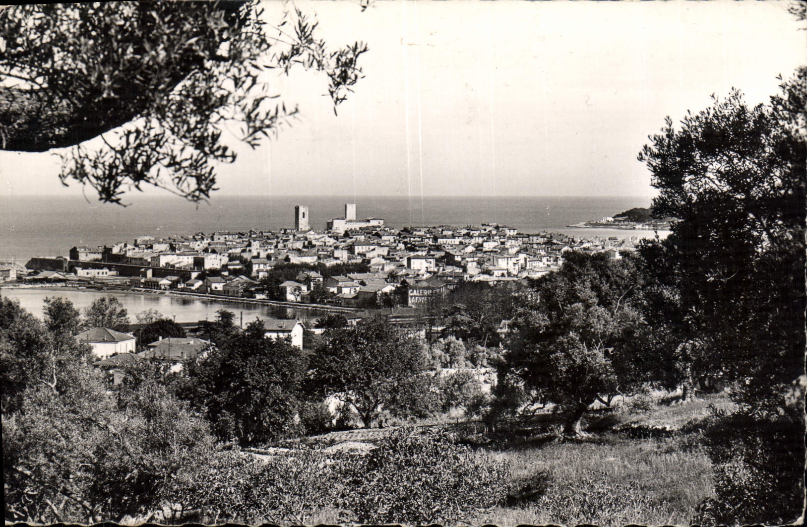 CPA Antibes Vue Generale Les Oliviers