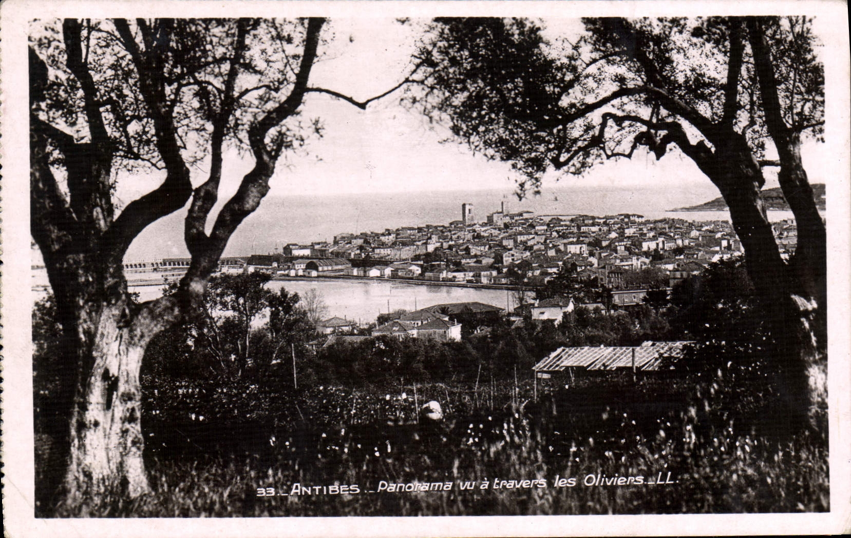 CPA Antibes Panorama Vu A Travers Les Oliviers