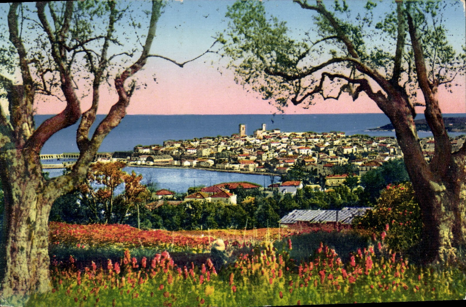 CPA Antibes Panorama Vu A Travers Les Oliviers