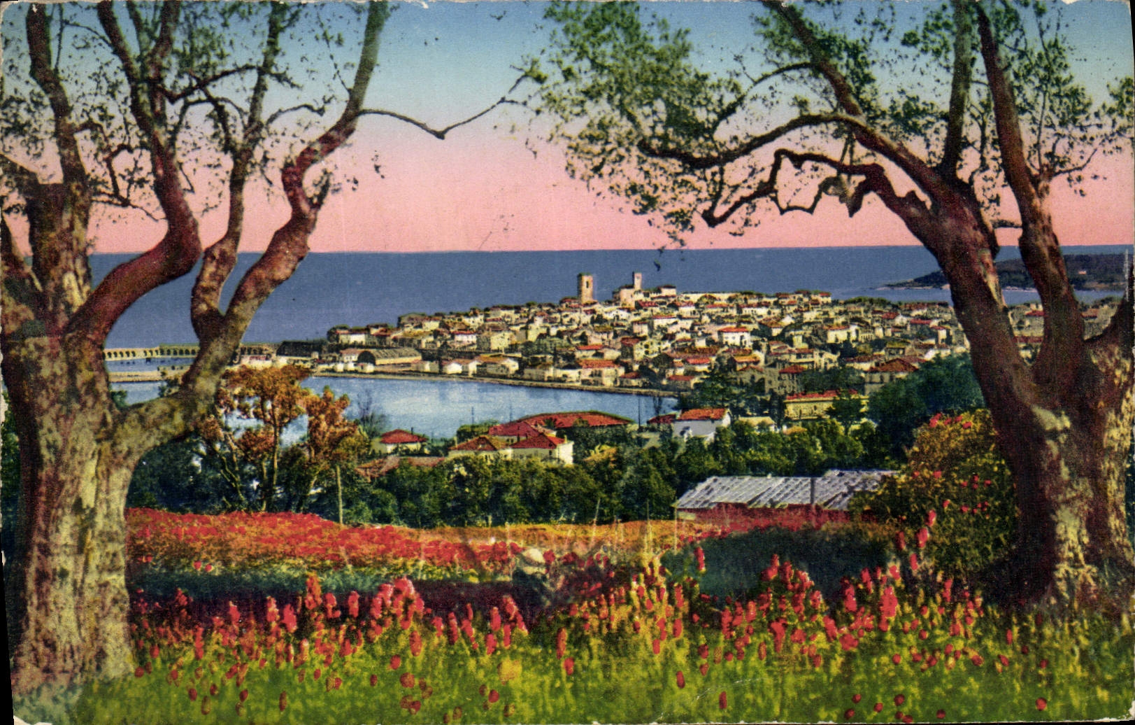 CPA Antibes Panorama Vu A Travers Les Oliviers