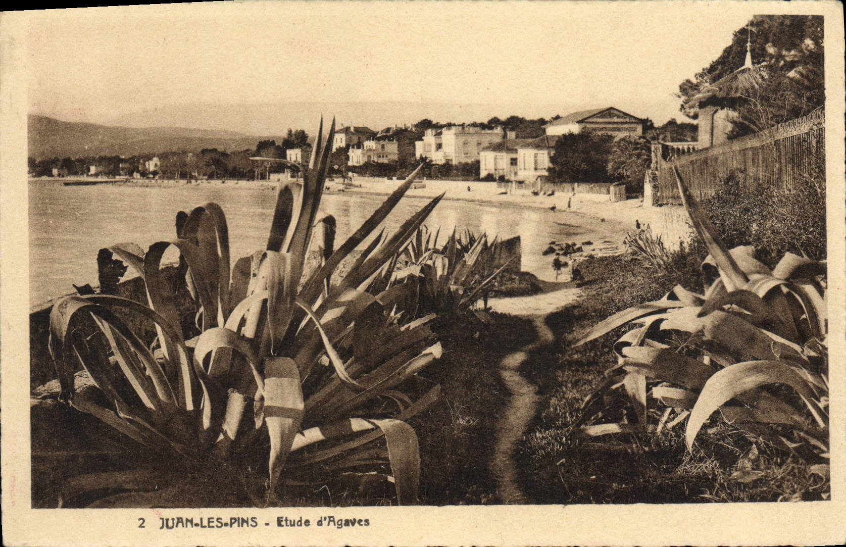 CPA Juan Les Pins Etude D'Agaves