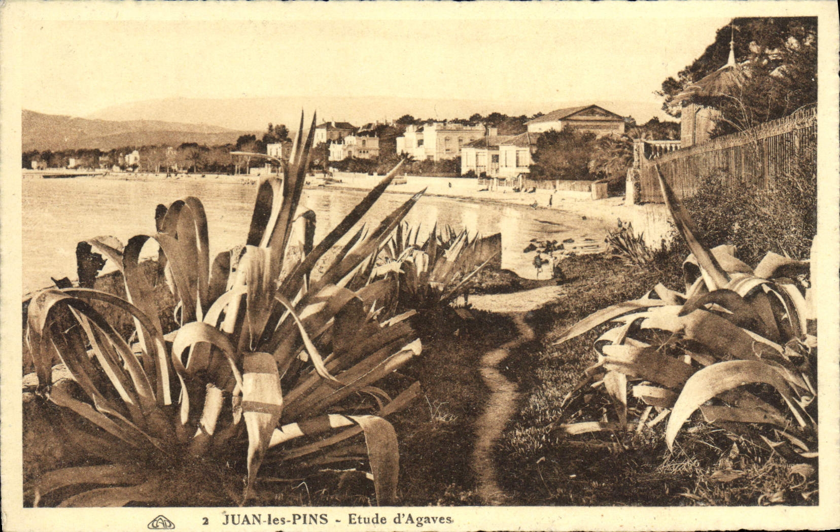CPA Juan Les Pins Etude D'Agaves