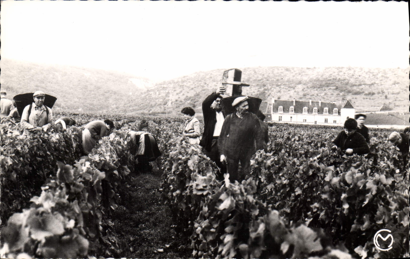 CPA Les Vendanges En Bourgogne