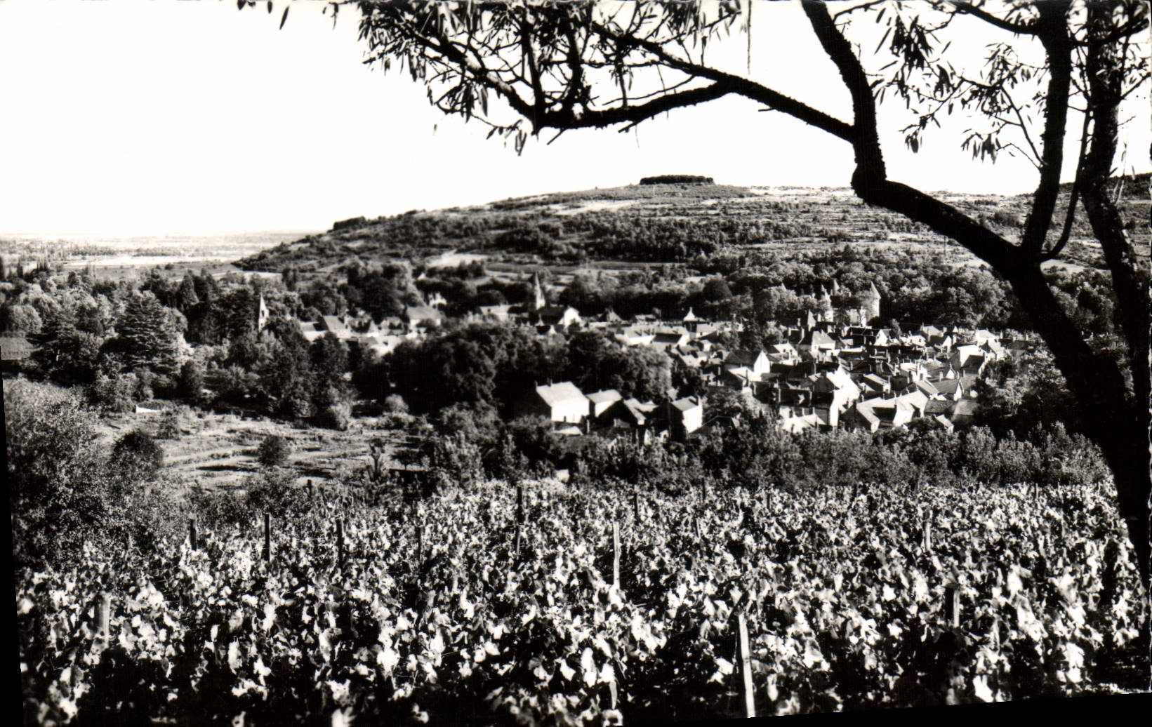 CPA Savigny Les Beaune Vue Generale