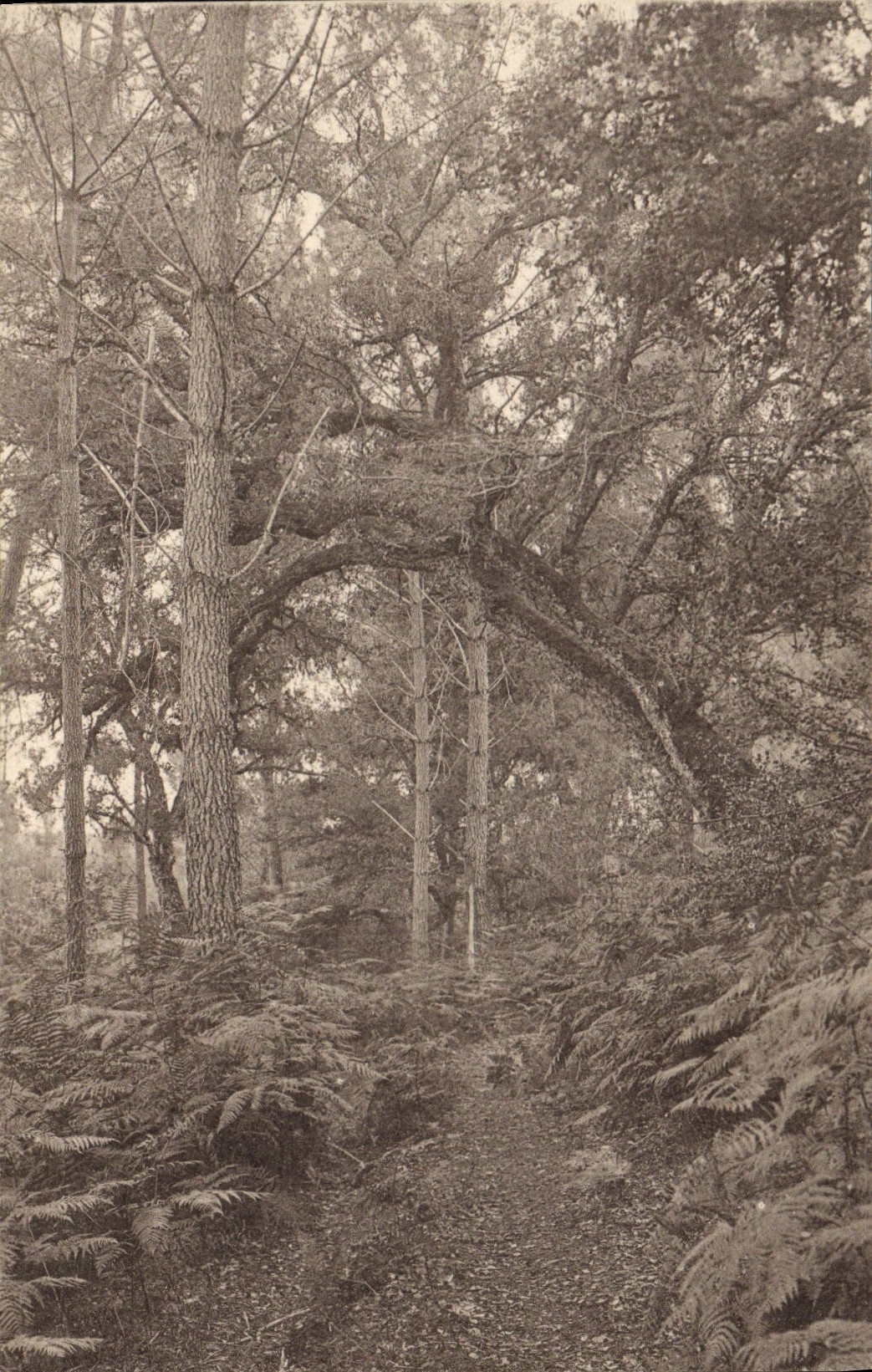 CPA Leon Landes Sous Bois Huchet 