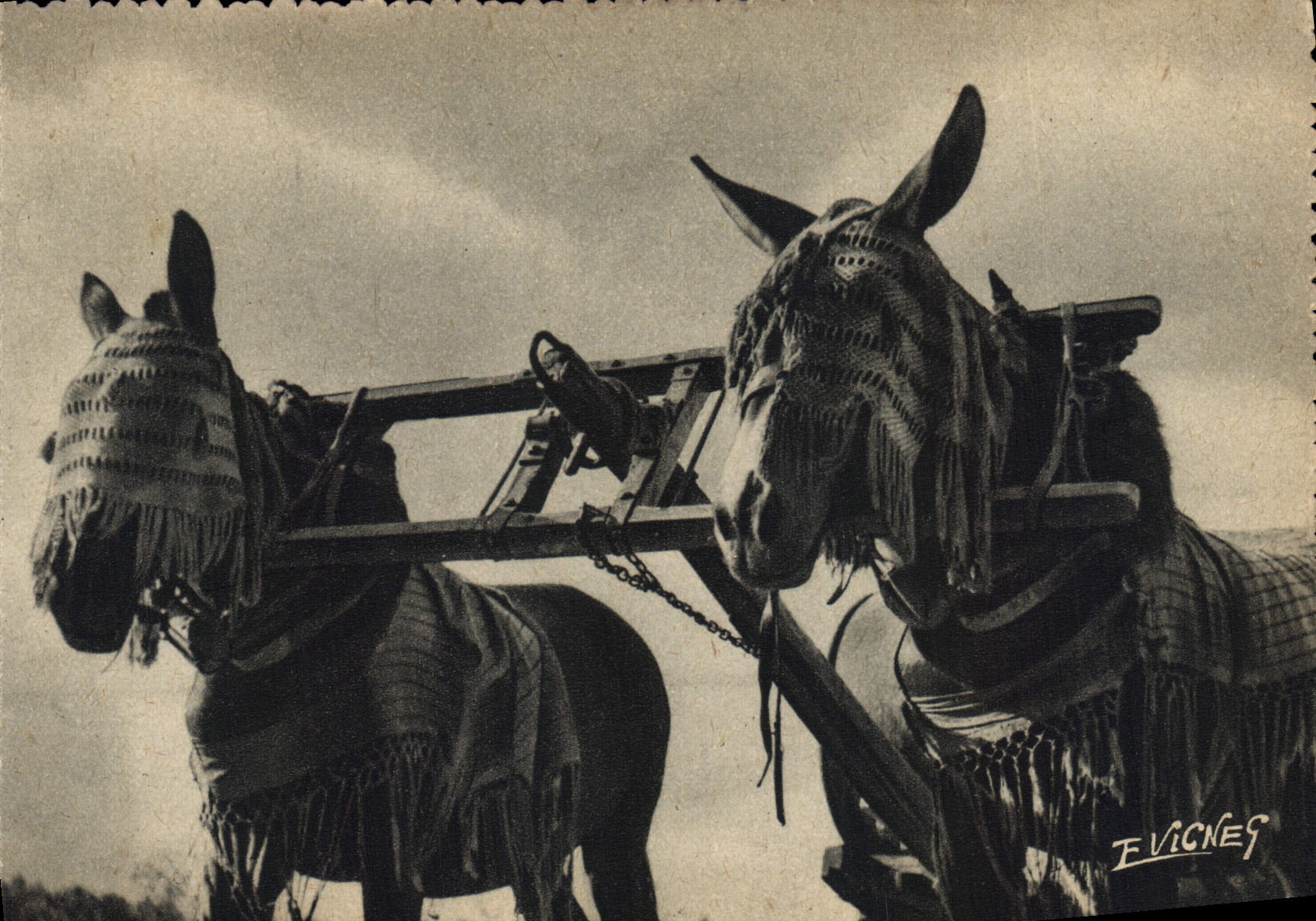 CPSM En Guyenne Gascogne Attelage de Mules Landaises 