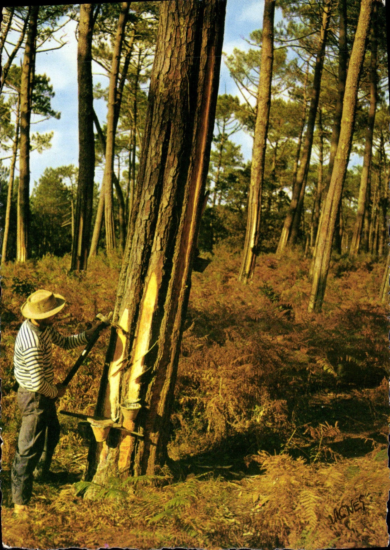 CPSM Visage des Landes Gemmeur au travail Sous bais automnal 