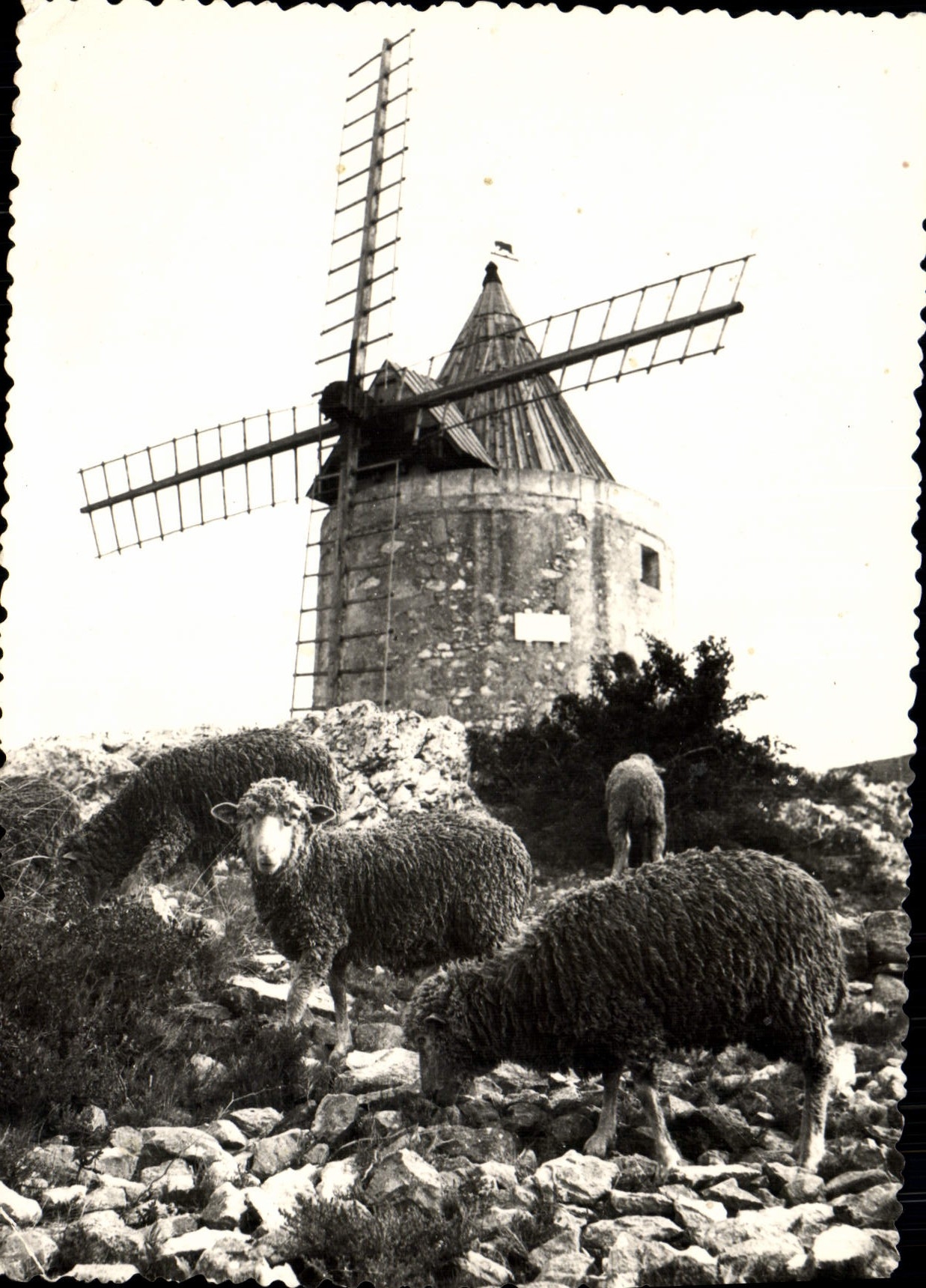 CPSM Le Moulin de a Daudet a Fontvieille 