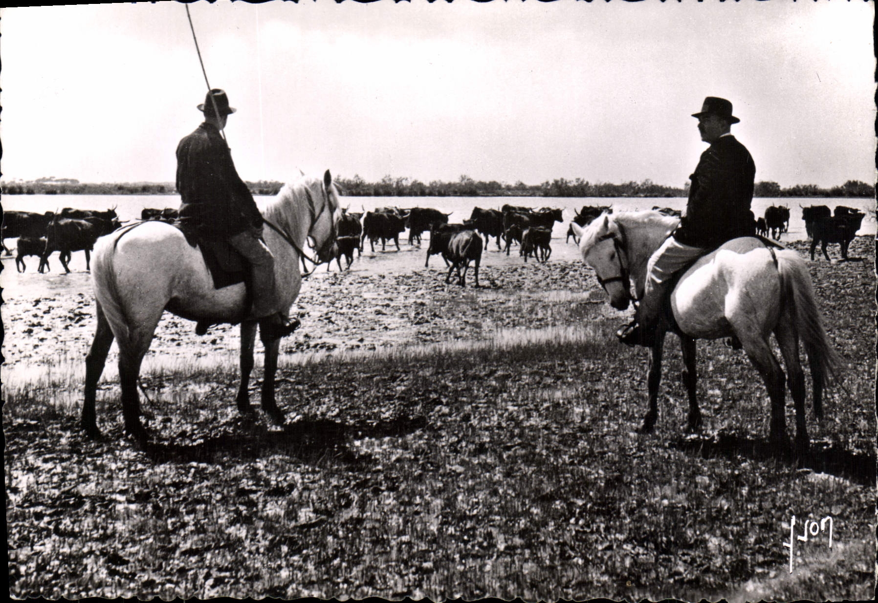 CPSM Manade en Camargue 