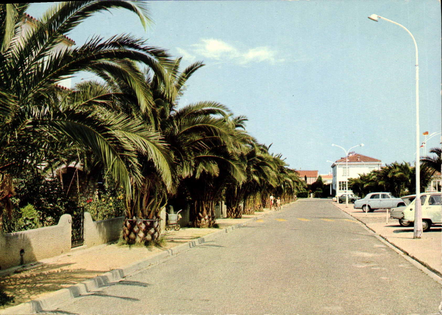 CPSM La Cote Vermeille Saint Cyprien Vile Une allee de Palmiers
