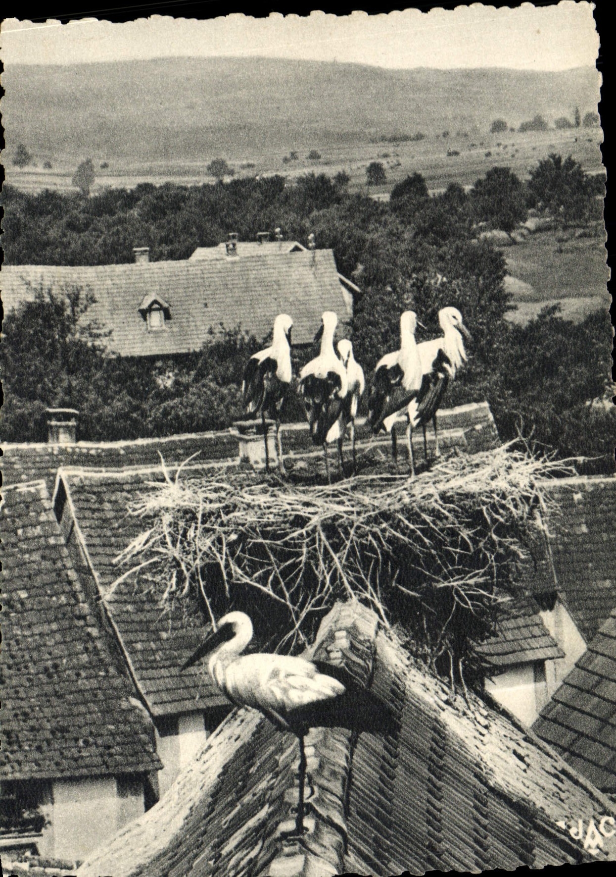 CPSM Cigognes de l'Alsace Dossenheim Bas Rhin famille nombreuse