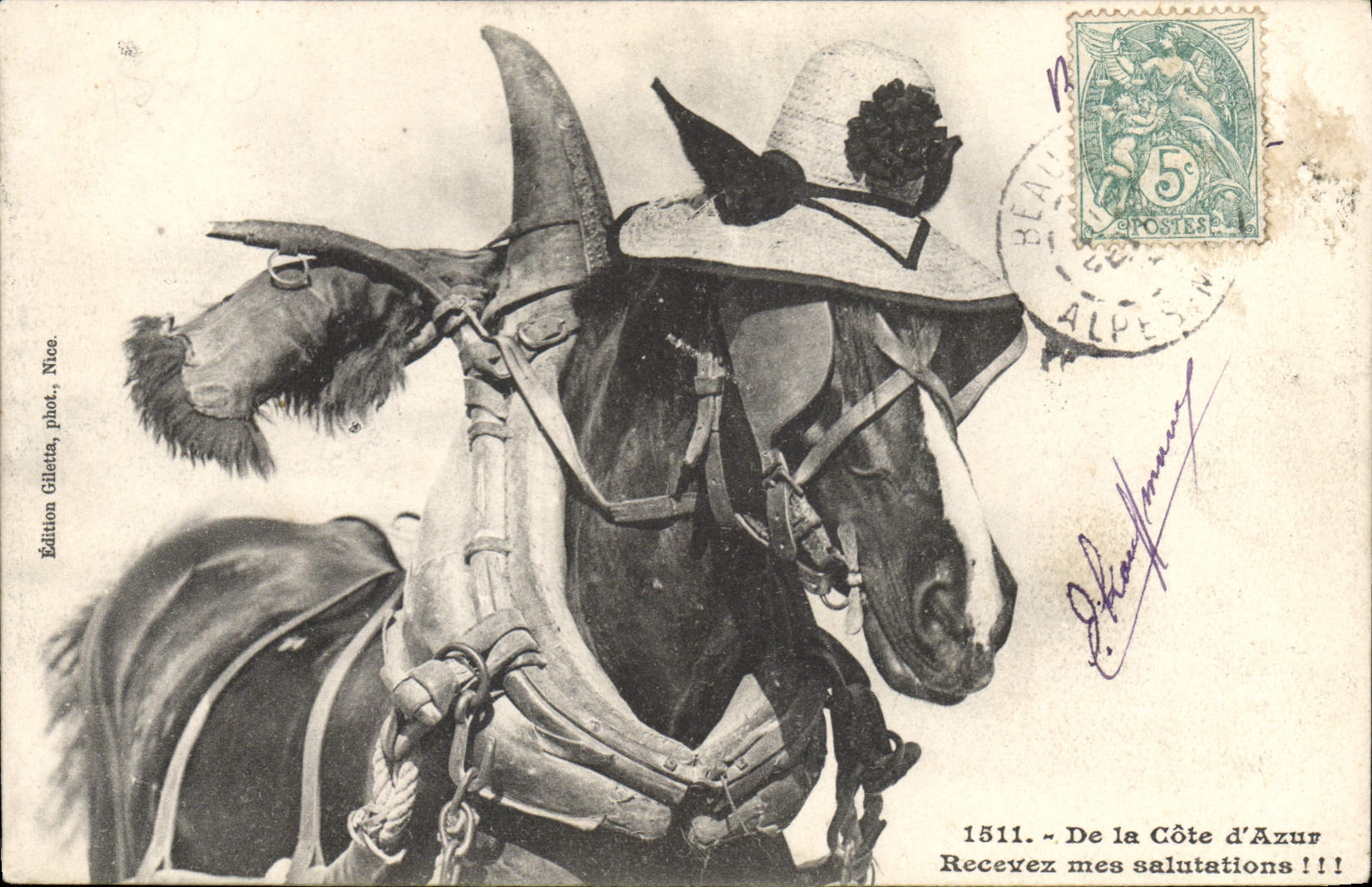 CPA De la cote d’azur recevez mes salutations cheval