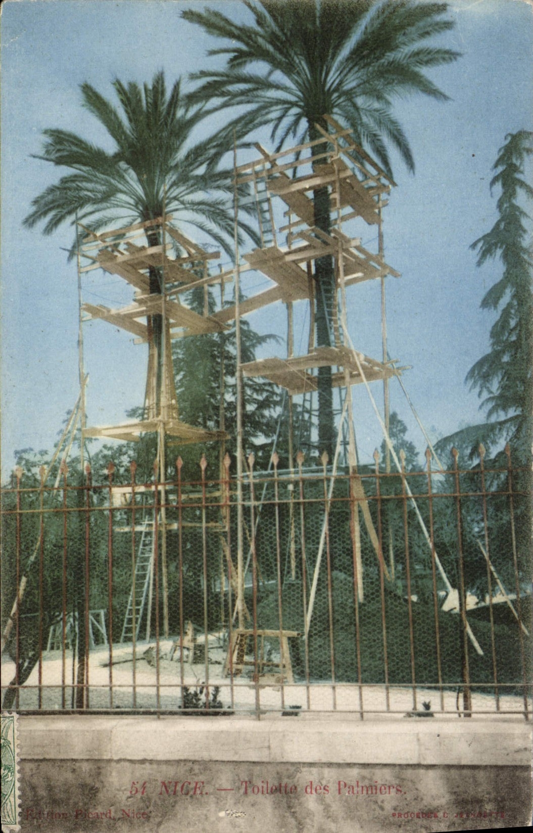 CPA Nice Toilette des Palmiers 