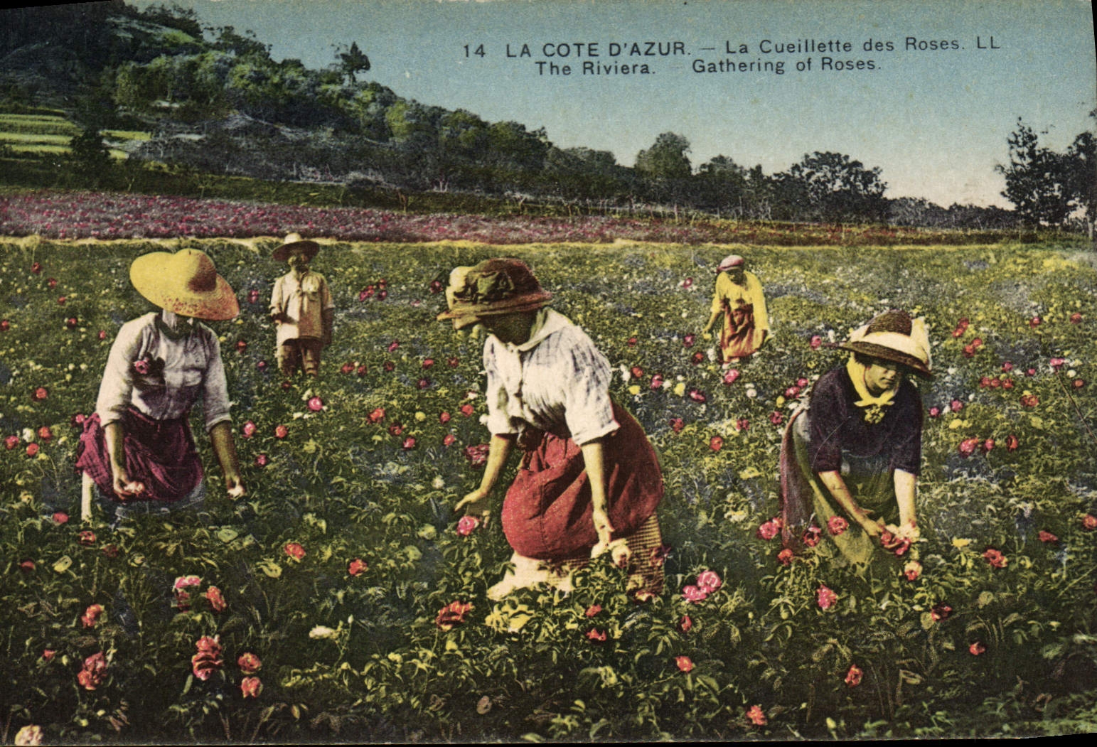 CPA La Cote d'Azur la Cueillette des Roses