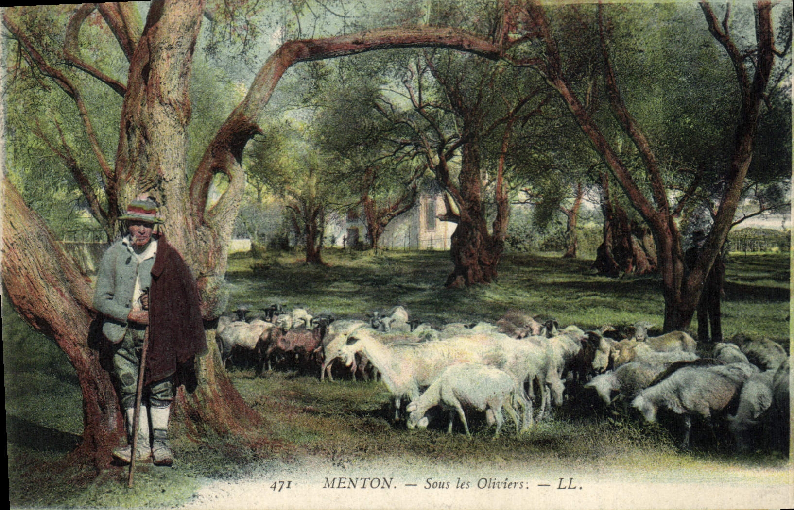 CPA Menton sous les Oliviers 