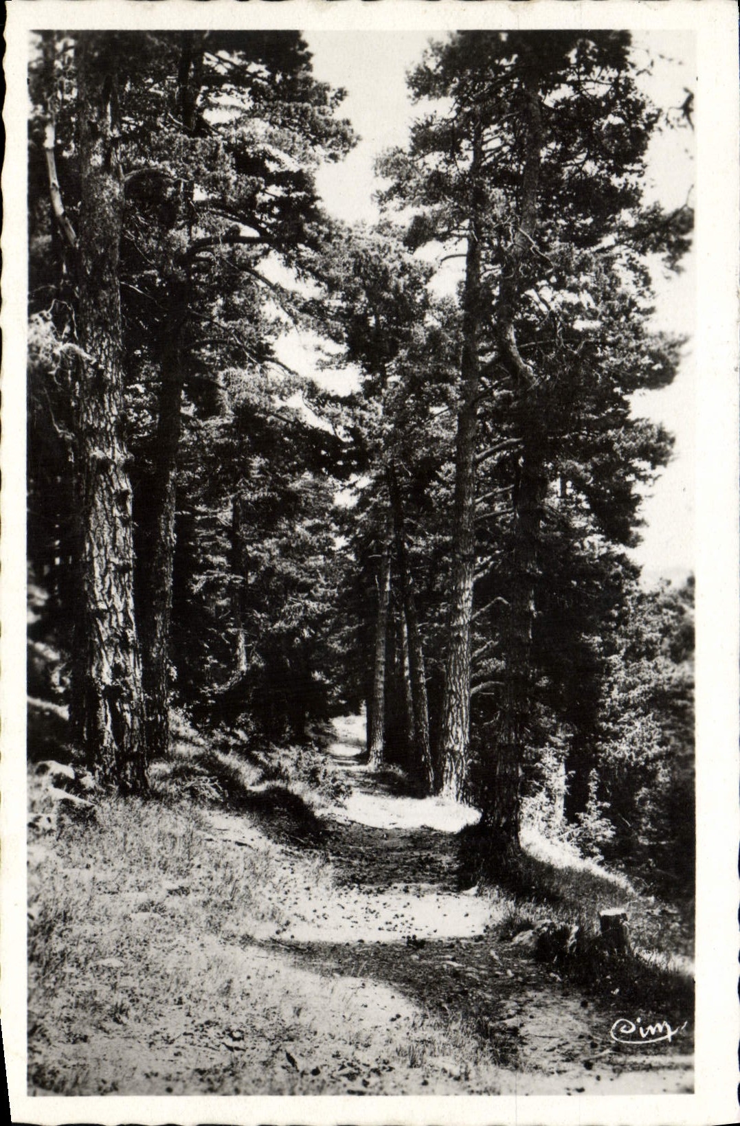 CPA Peira Cava Sentier dans la foret