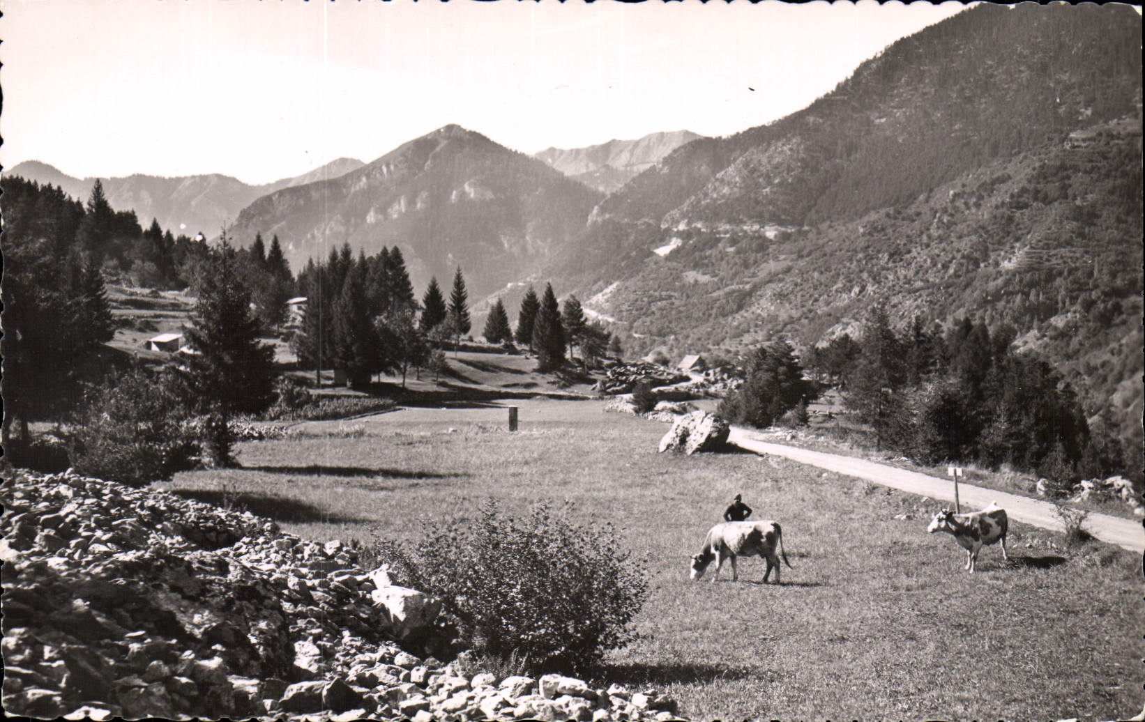 CPA la Suisse Nicoise St Martin Vesubie La Route du Boreon 