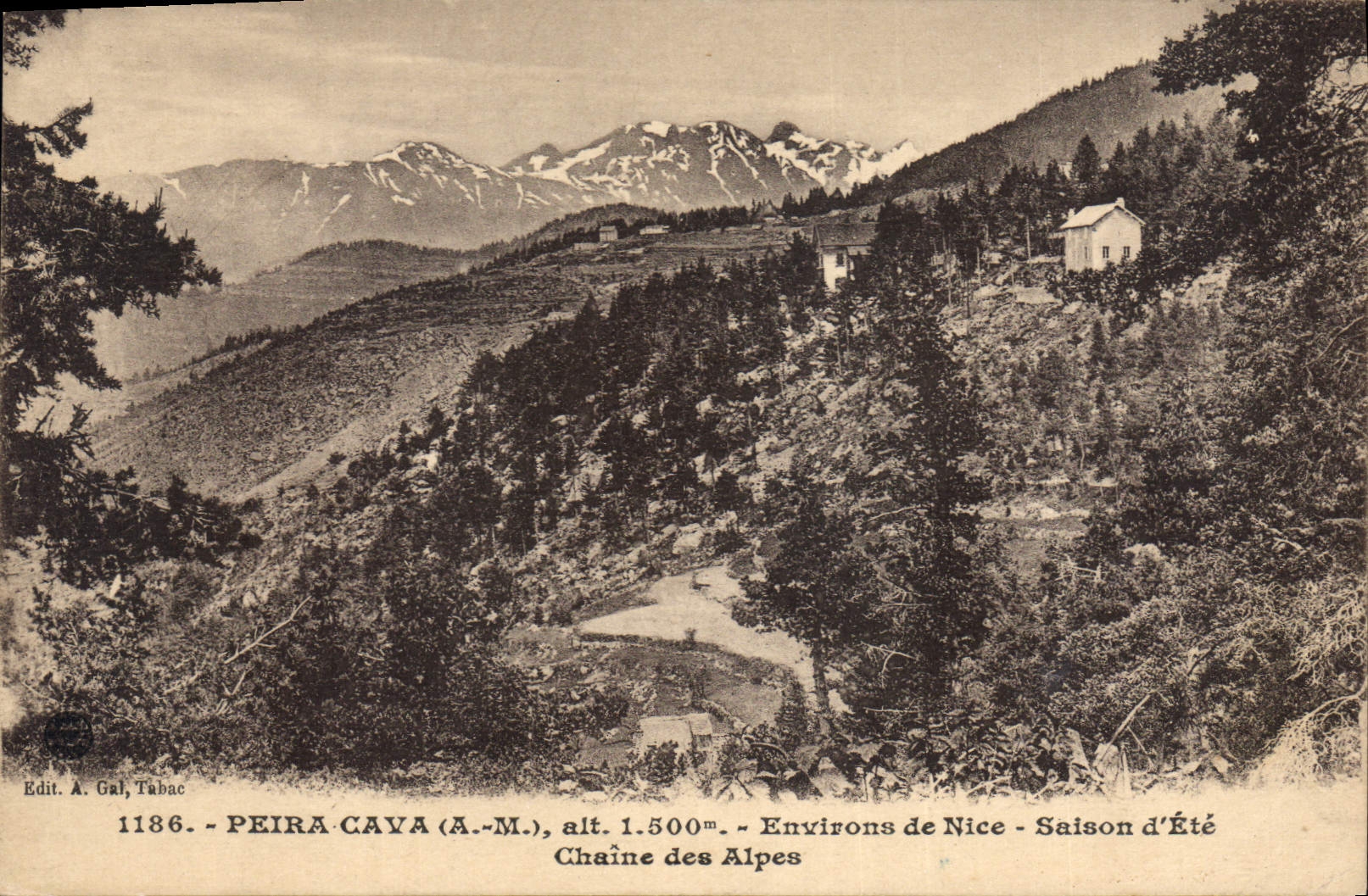 CPA Peira Cava A M environs de Nice Saison d'Ete Chaine des Alpes