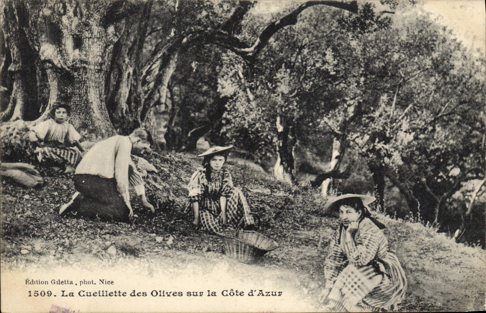 CPA La Cueillette des Olives sur la Cote d'Azur 