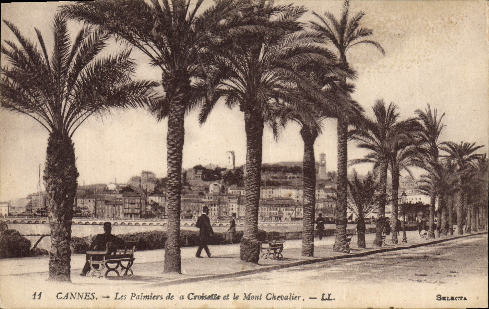 CPA Cannes Les Palmiers de a Croisette et le Mont Chevalier 