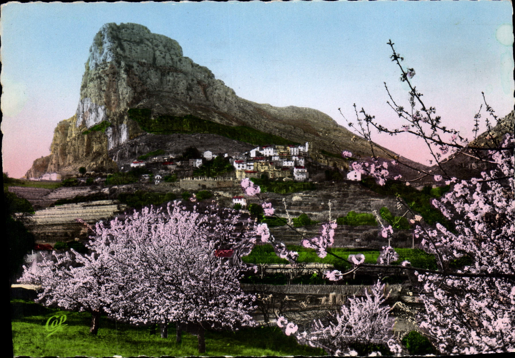 CPSM Saint Jeannet A M le Printemps Cerisiers en fleurs 