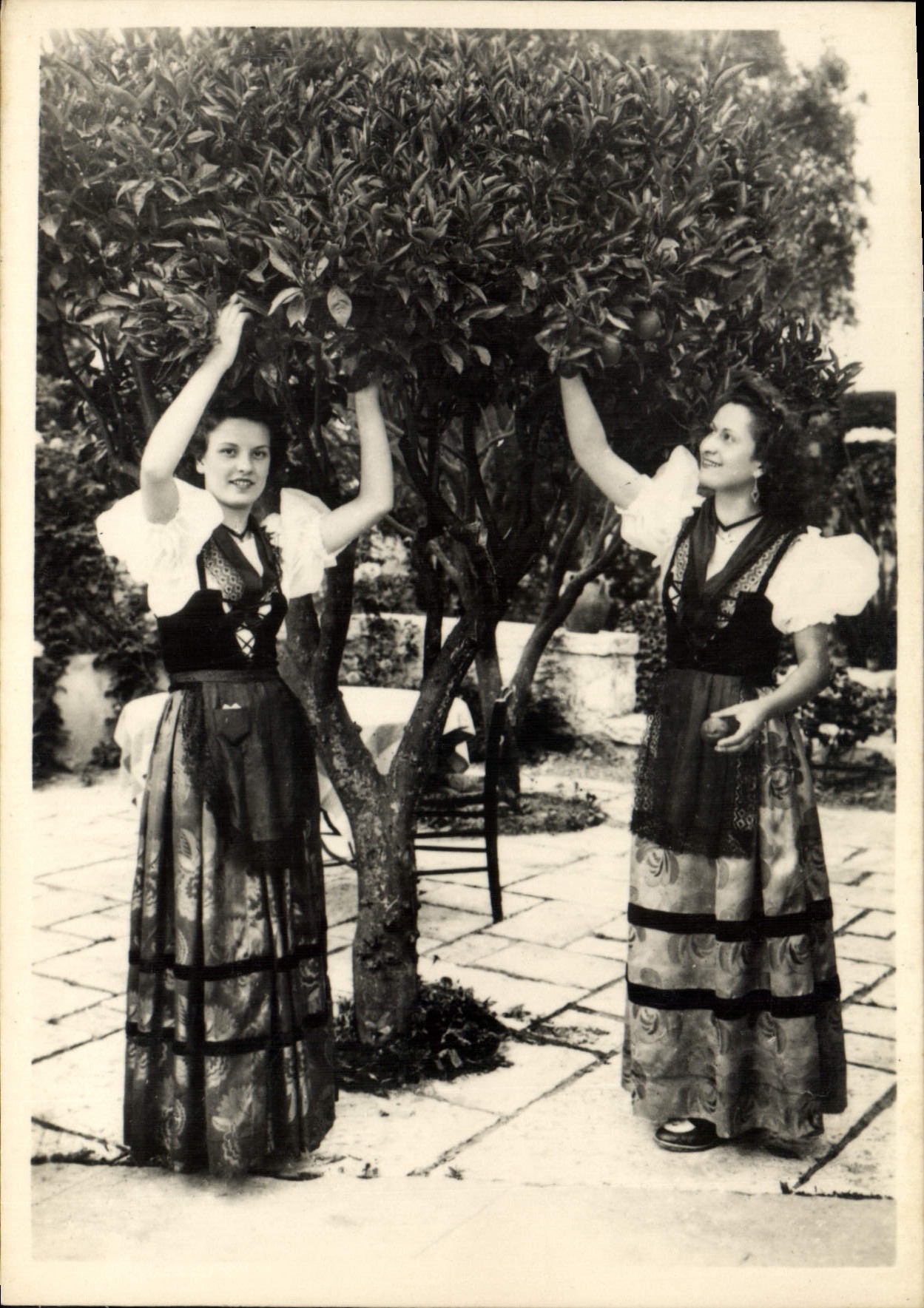 CPSM Nicoise Cueillette d'orange