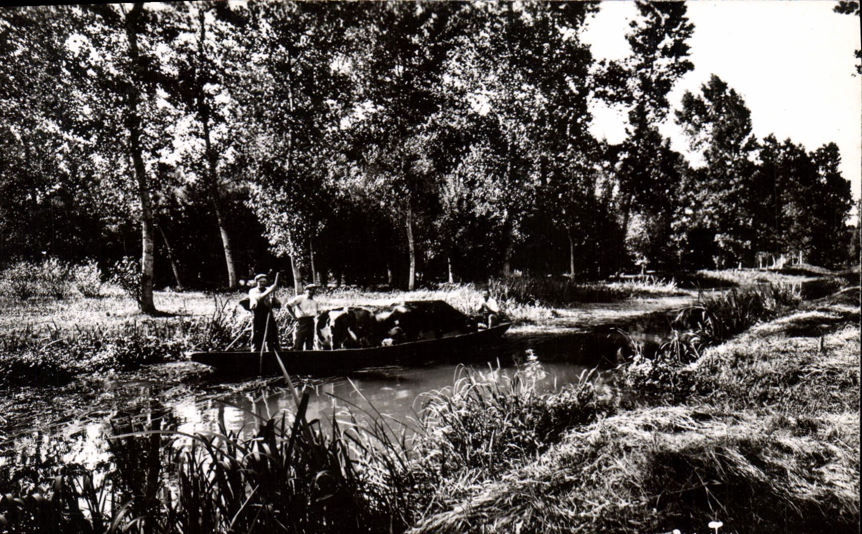 CPSM Niort(Deux Sevres) Le Marais Poitevin Transport du betail juillet 1958