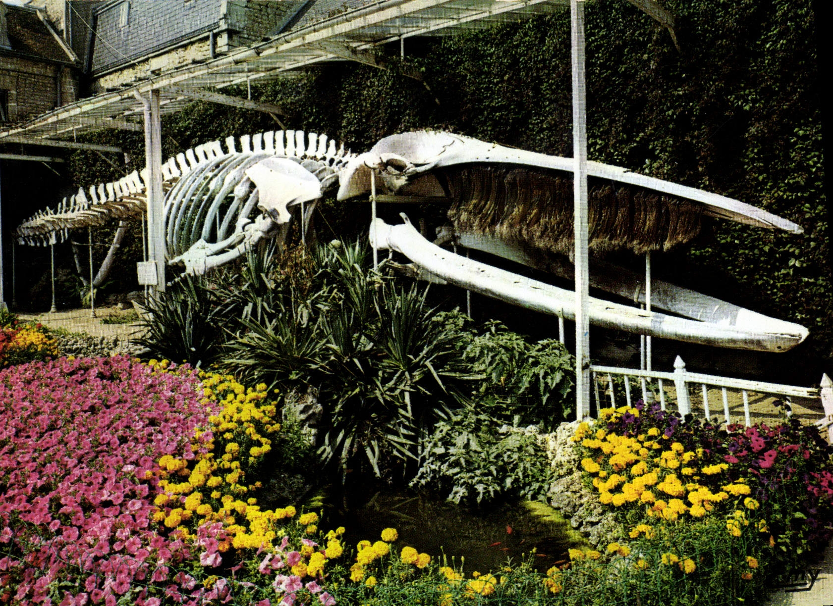 CPSM Luc sur Mer Calvados le jardin municipal squelette de la baleine echouee au lieu dit Moulinl de
