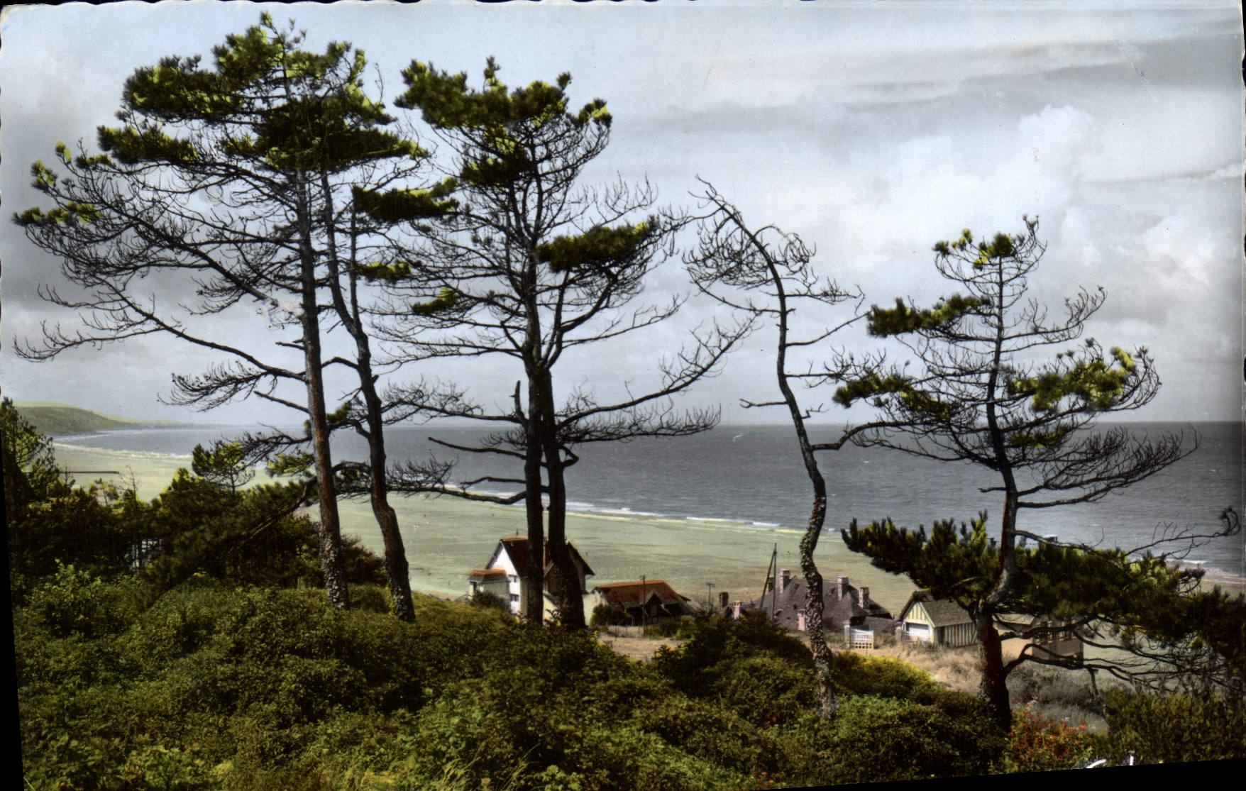 CPSM Blonville sur mer Calvados la cote a travers les pins 