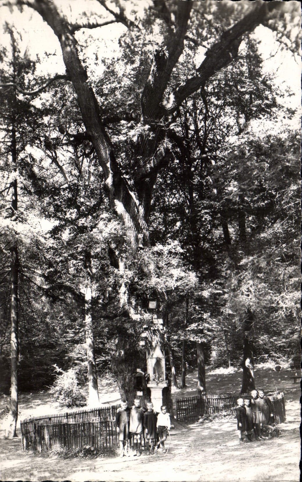 CPA Chaville Le Chene de la Vierge