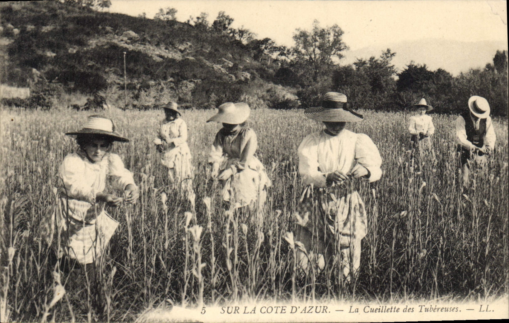 CPA Sur la Cote d'Azur La Cueillete des Tubereuses