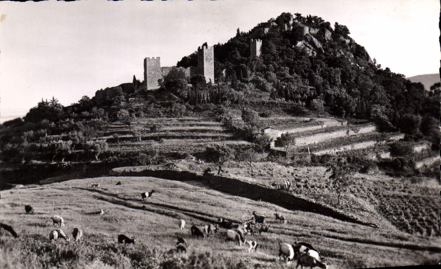 CPA Hyeres Les Palmiers Les ruines du Chateau