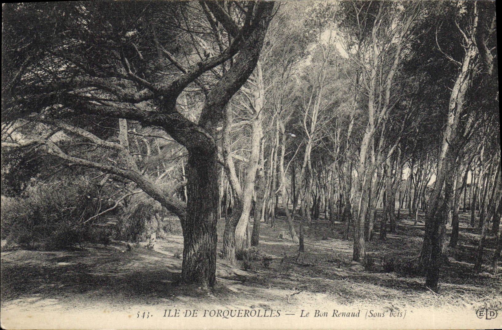 CPA Ile de Porquerolles le Bon Renaud Sous bois 