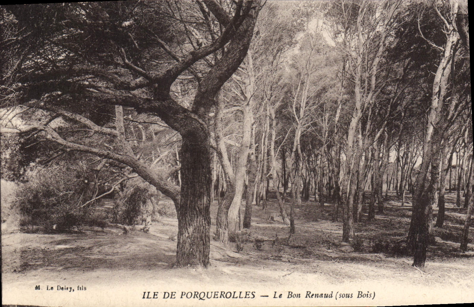 CPA Ile de Porquerolles le bon Renaud sous Bois 