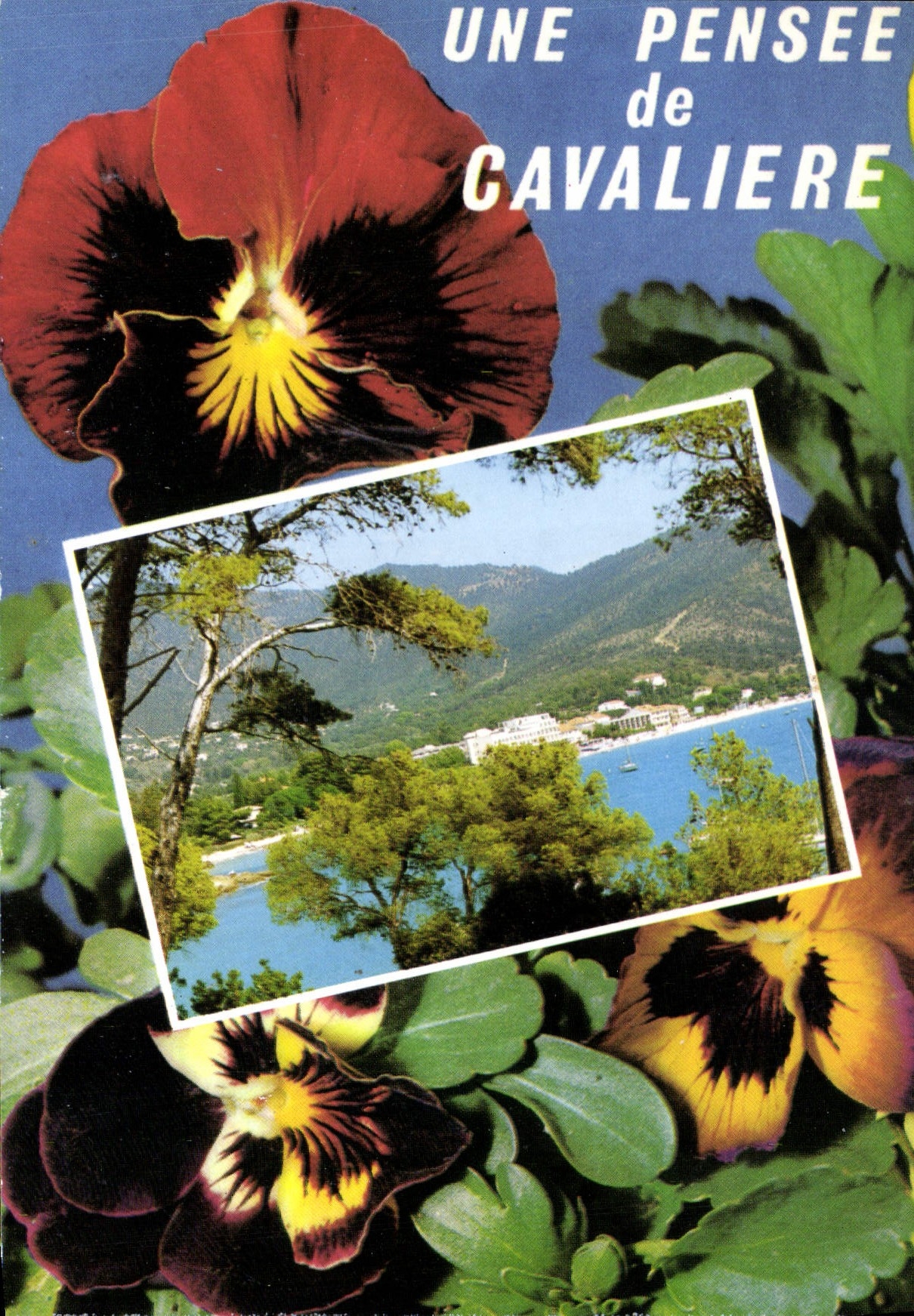 CPSM Cote D'Azur Cavaliere 