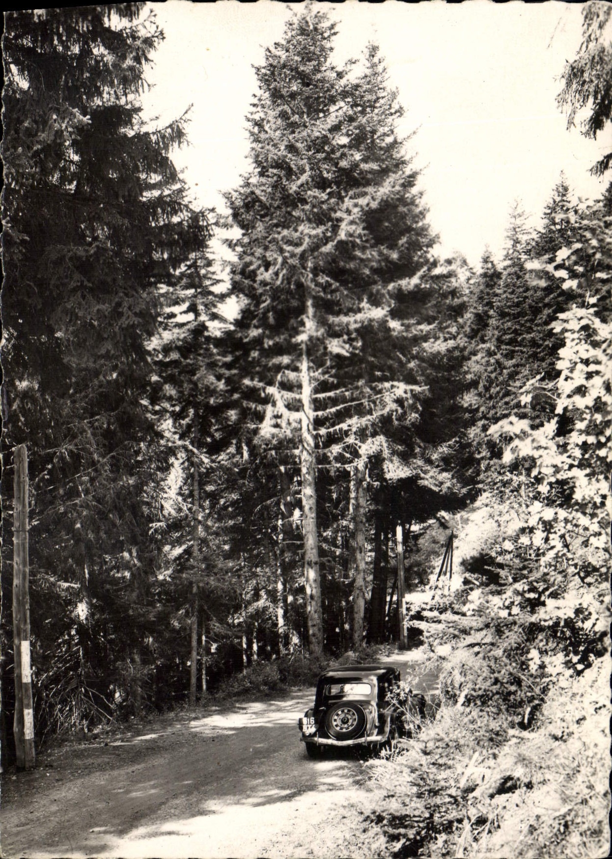 CPA La Foret de Turini A M 