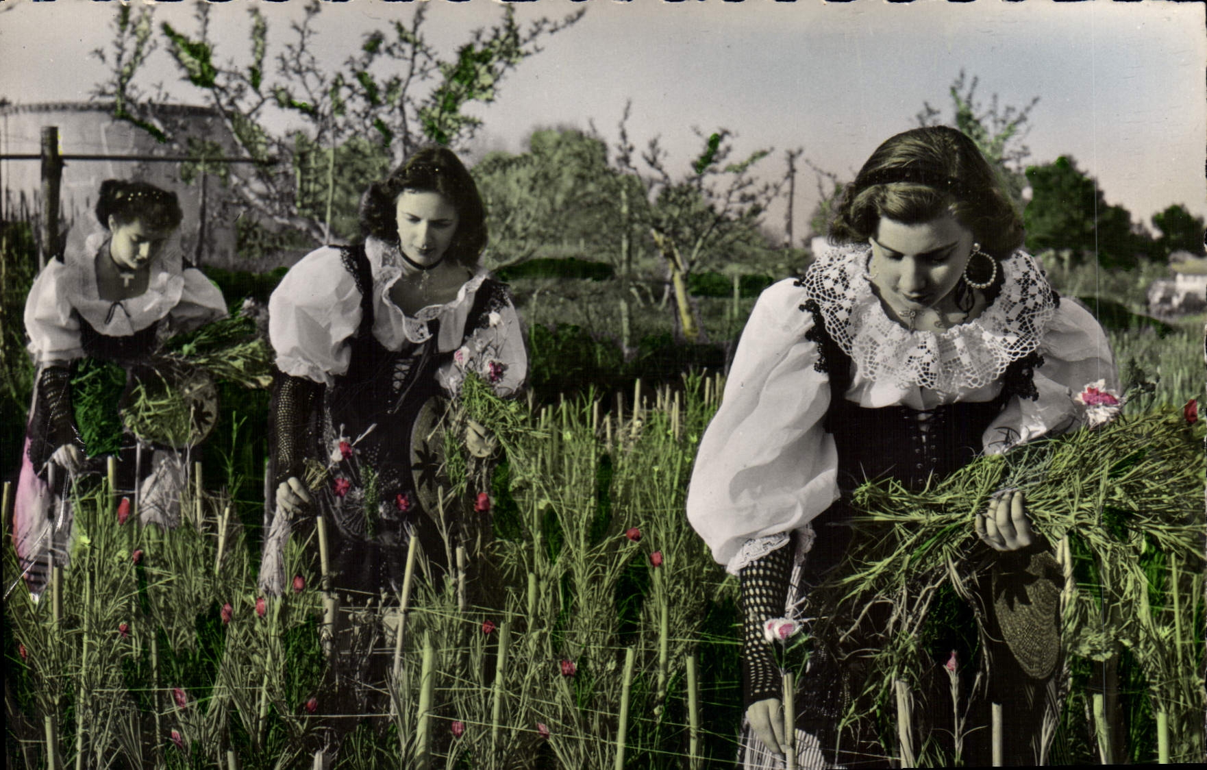 CPSM Cote D'Azur La cueillette des oeillets par de jeunes paysannes