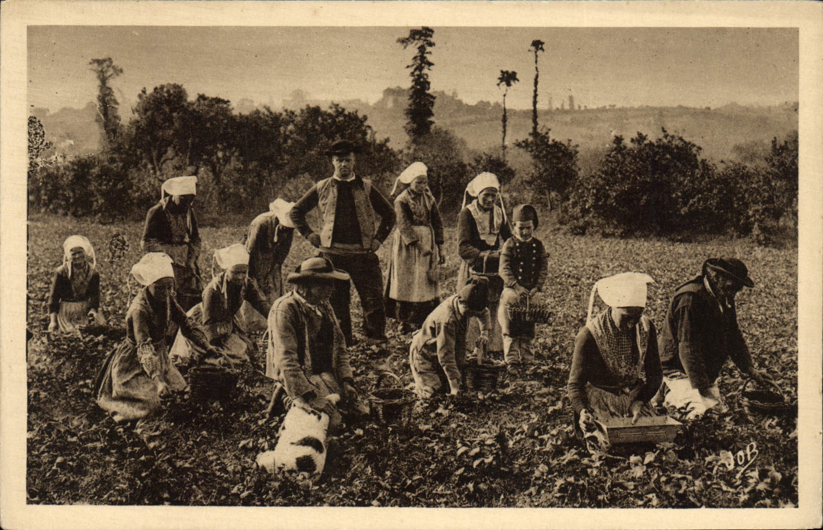 CPA Plougastel Daoulas la Cueillette des Fraises 
