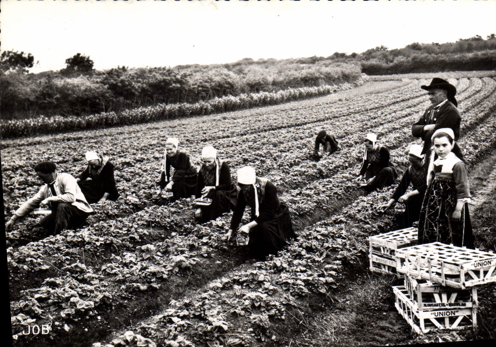CPSM Bretagne Cuillette des fraises à Plougastel