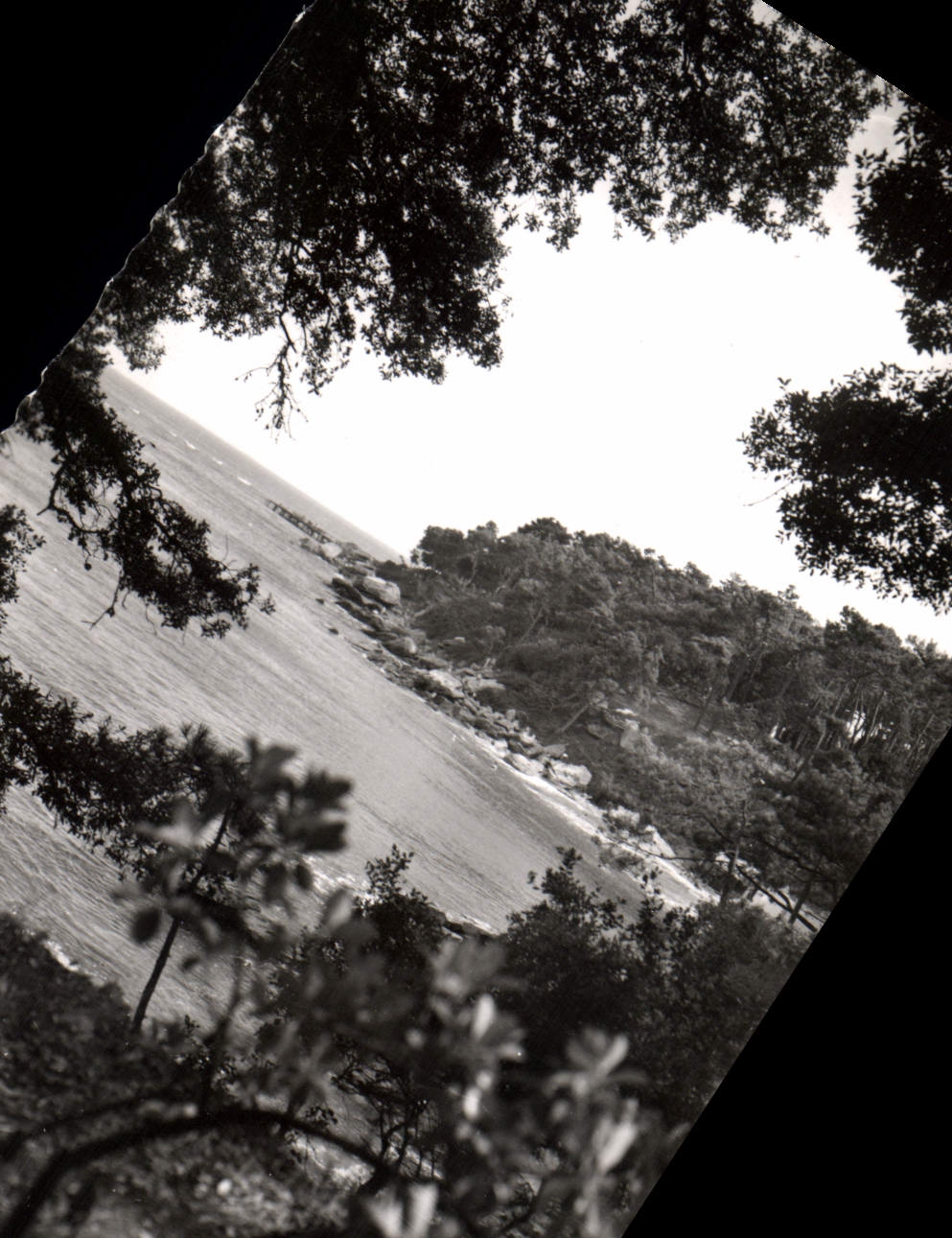CPA Ile de Noirmoutier (Vendee) Paysage a travers le bois de a Chaize