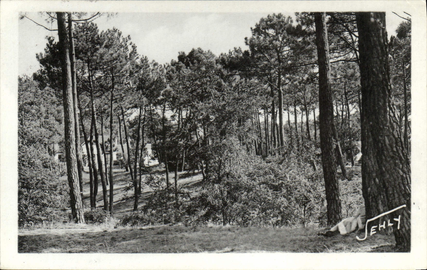 CPA Longeville sur Mer (Vendee) Paysage dans le Foret