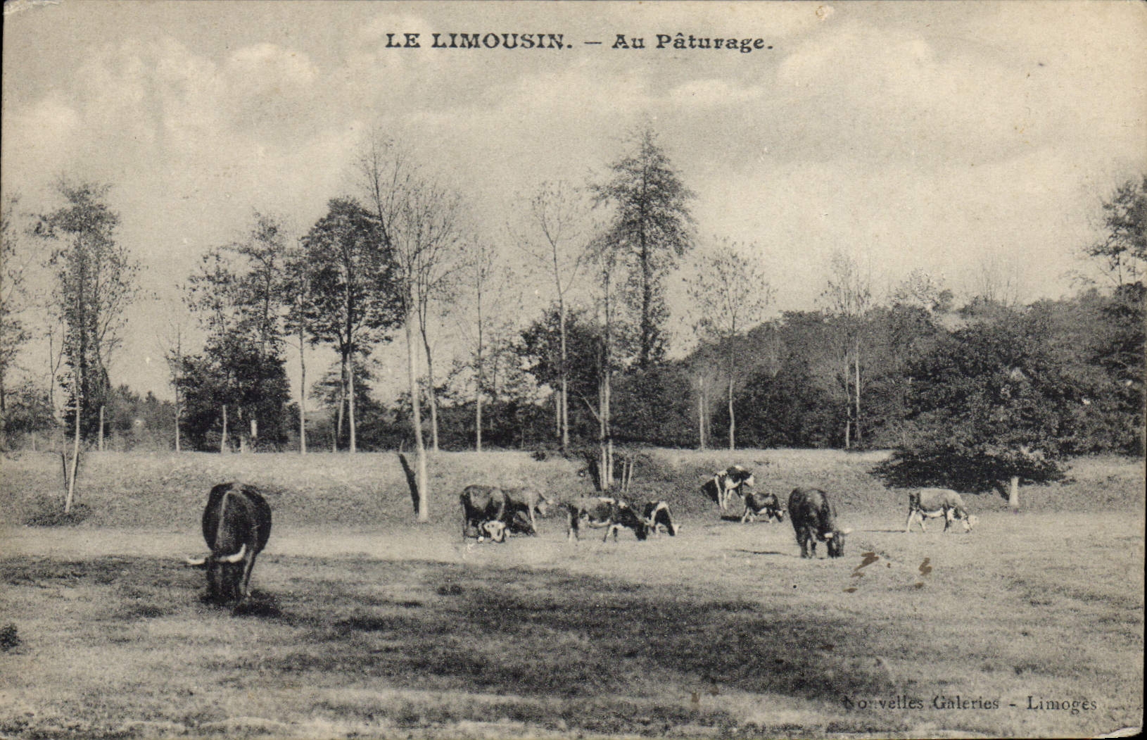 CPA Le Limousin Au Paturage
