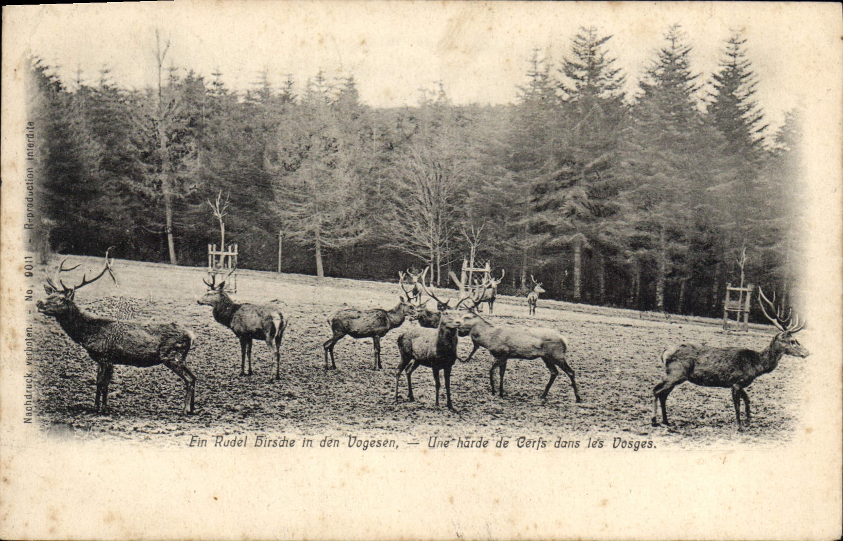 CPA Ein Rudel Birsche in den Vogesen