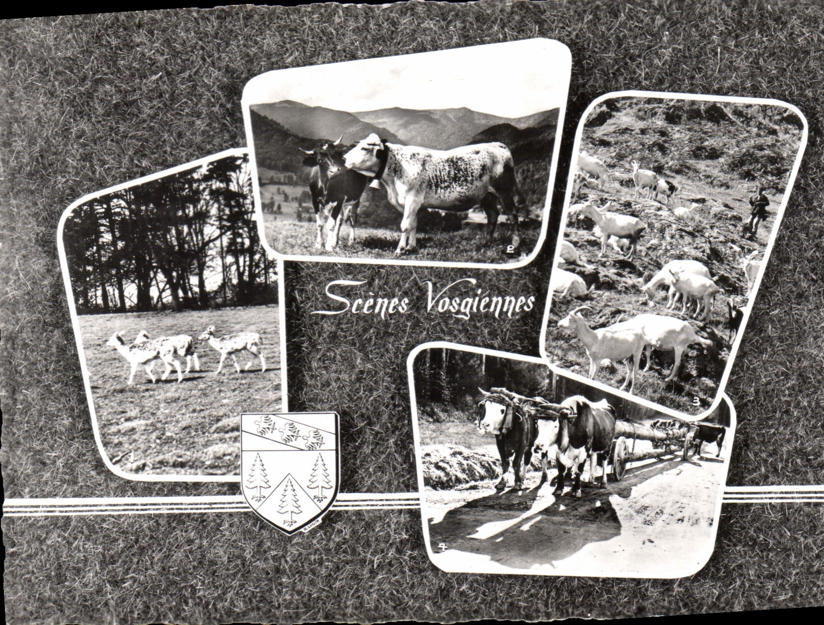 CPSM Scenes Vosgiennes 
