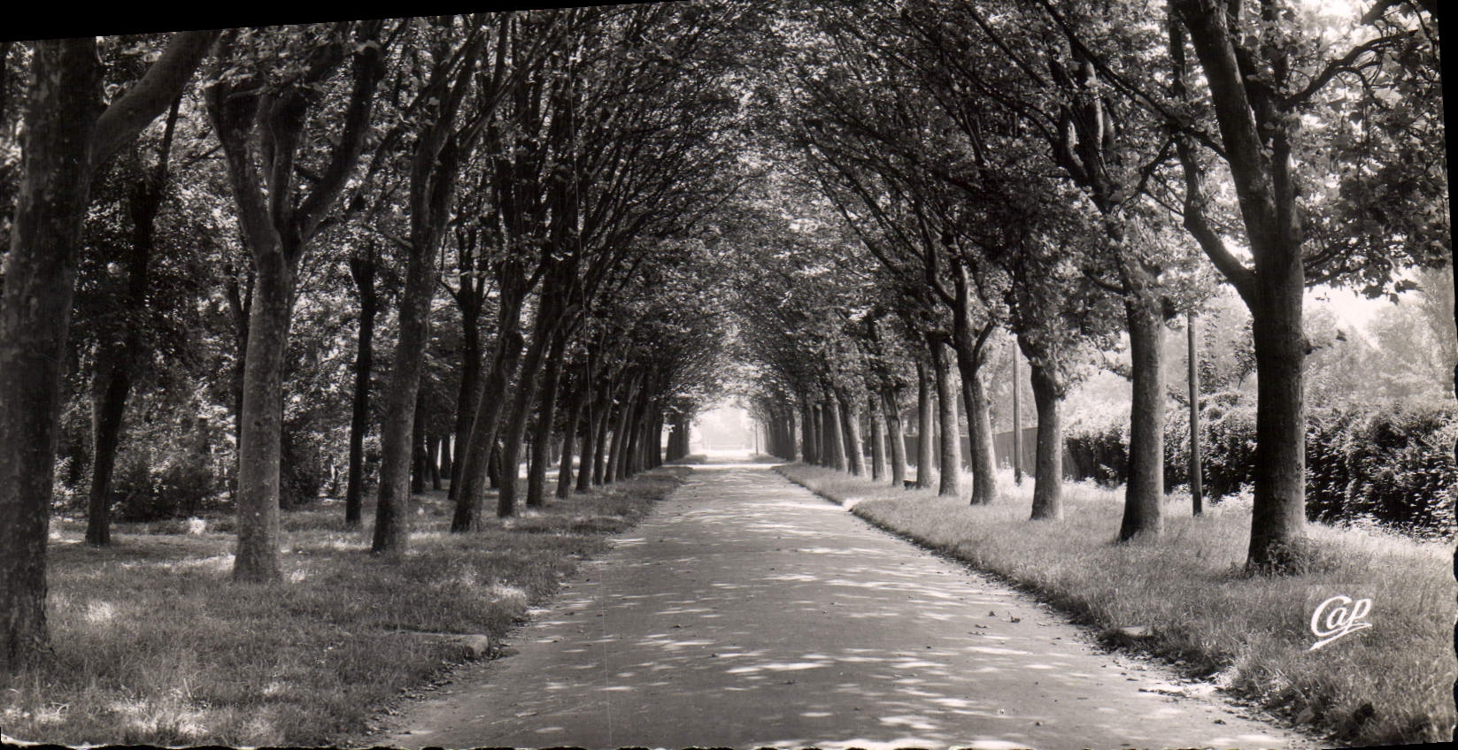 CPSM Auxerre Allee de l'Arbre Sec 